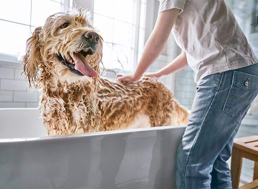 Chien se faisant laver.