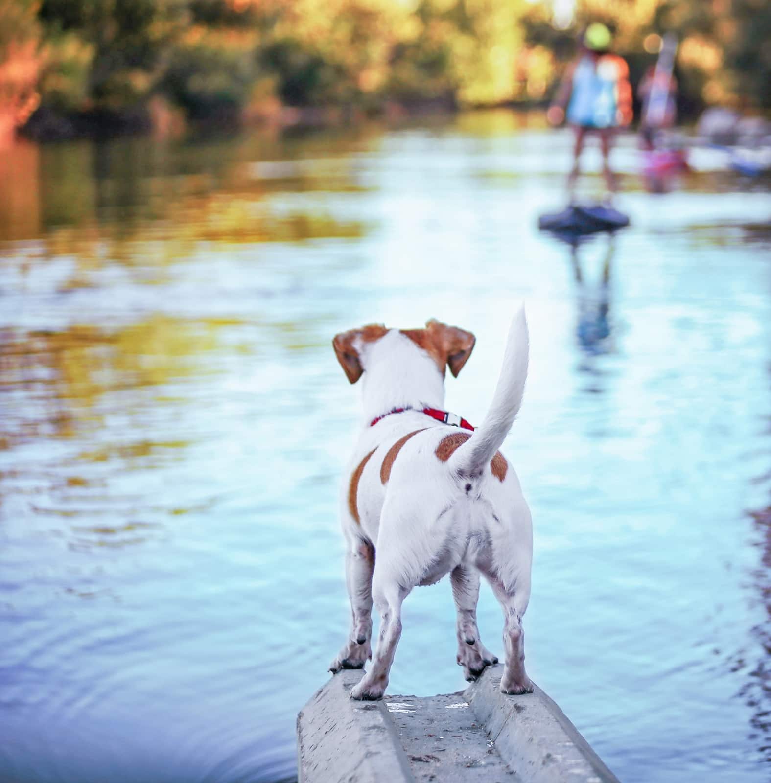Jack Russell vu de derrière regardant une rivière avec des personnes floutées en arrière-plan