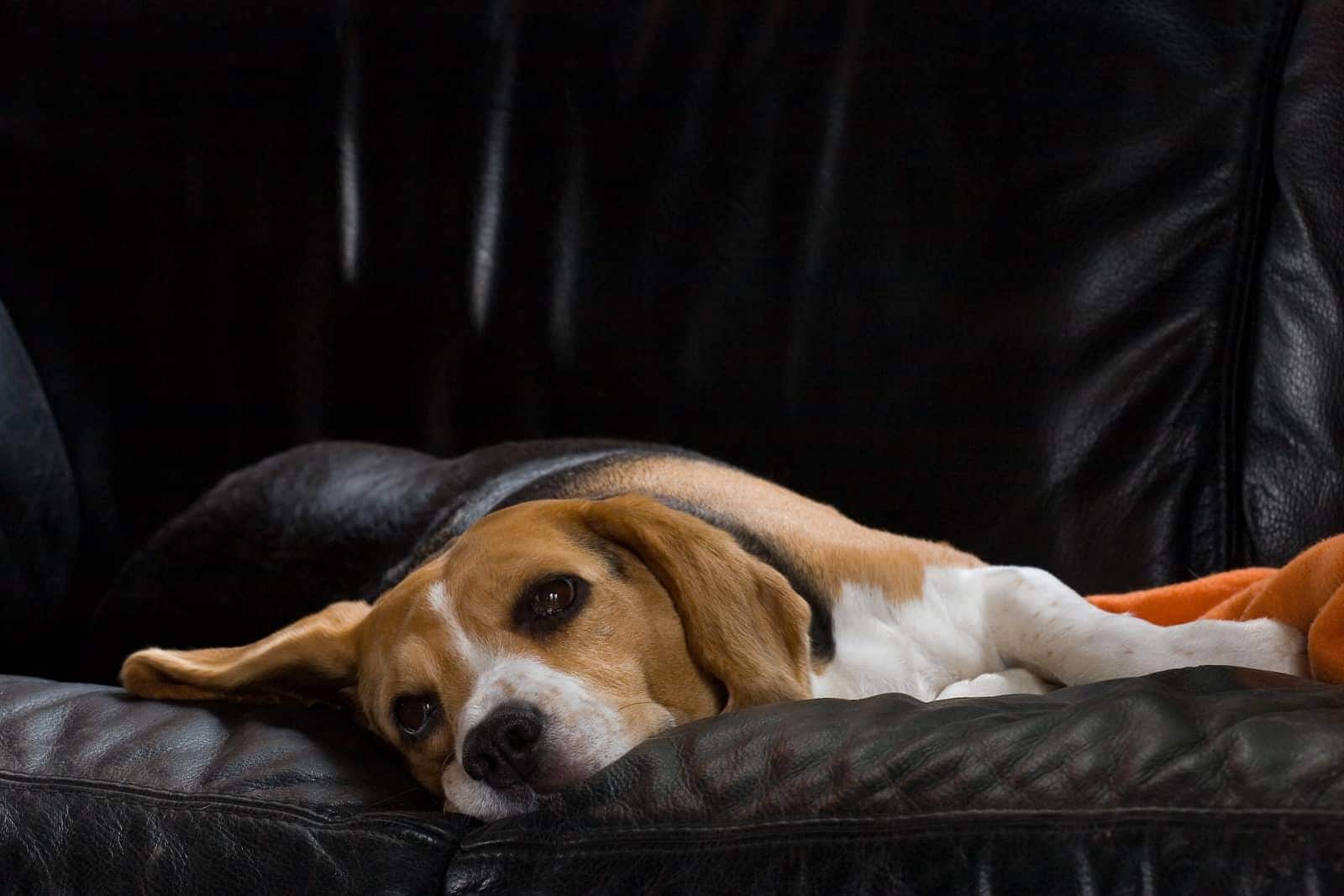 Femelle beagle se reposant sur un canapé en cuir noir.
