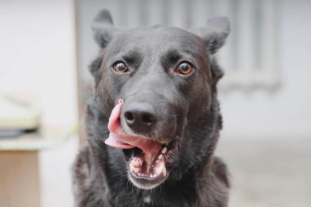 Chien noir avec la langue sortie se léchant le côté de la bouche.