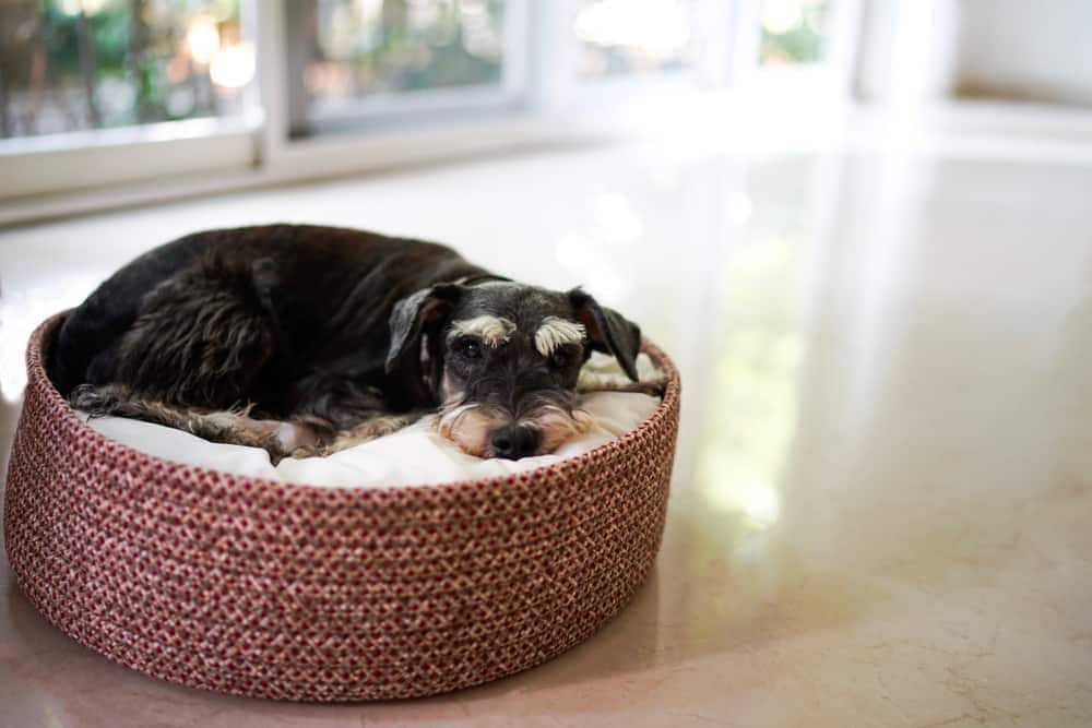 Schnauzer nain noir allongé dans une panière