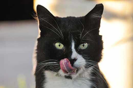 Chat noir et blanc aux yeux verts se léchant les babines.