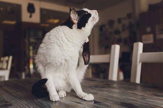Chat noir et blanc assis sur une table de cuisine se grattant le cou. 