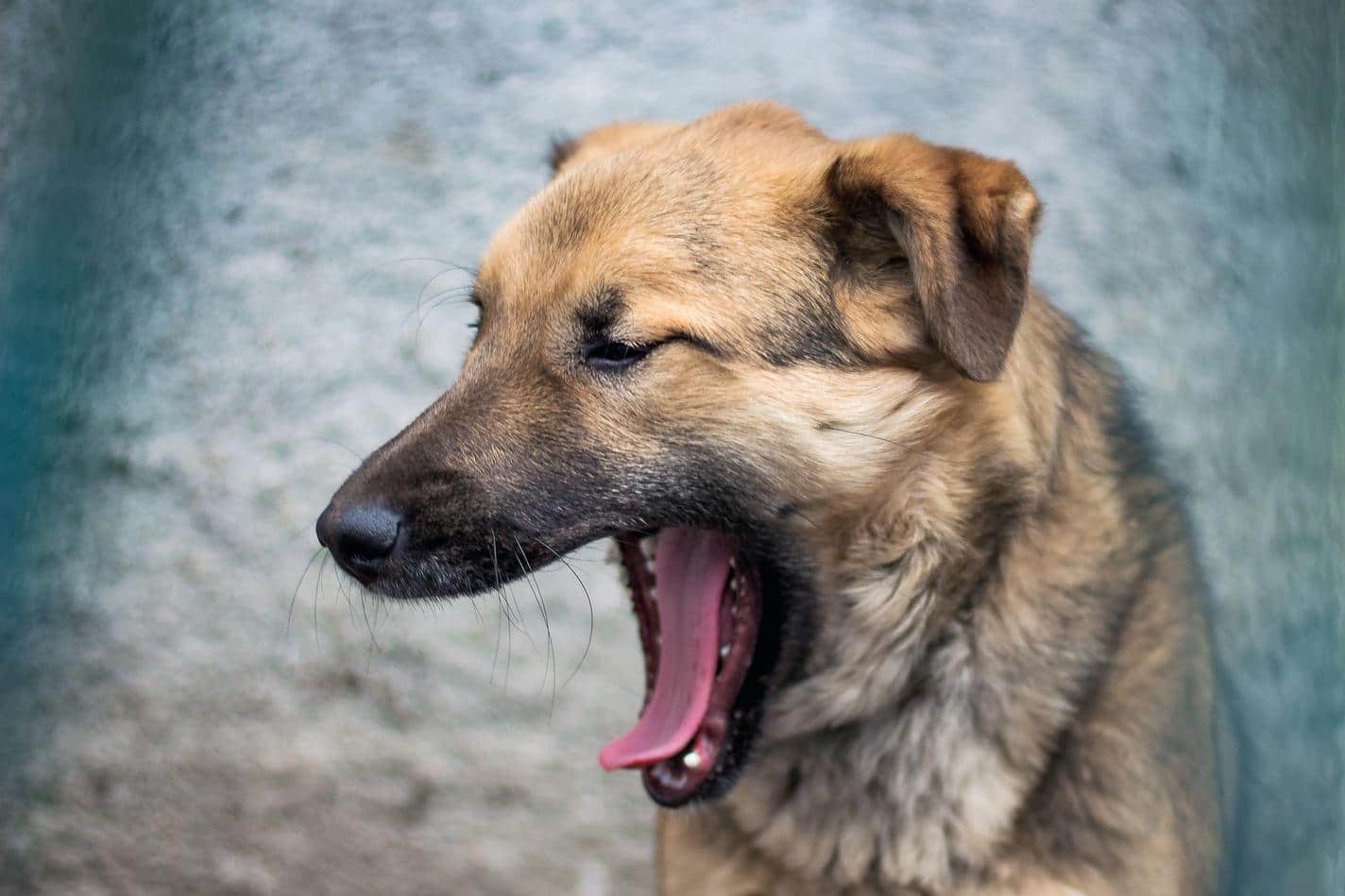 chien bâillant