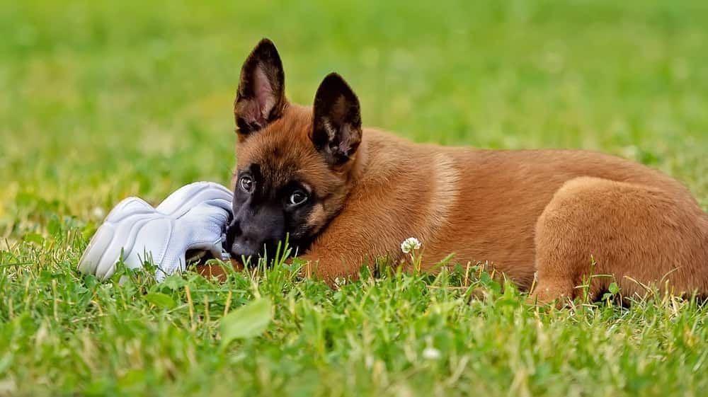 Chiot marron à la tête noire mâchouille une chaussure blanche dans l'herbe.