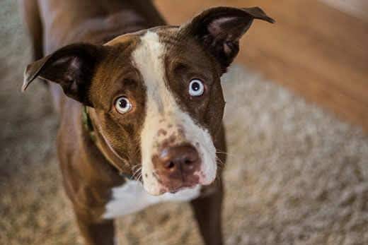 Un chien marron et blanc triste lève ses yeux turquoises