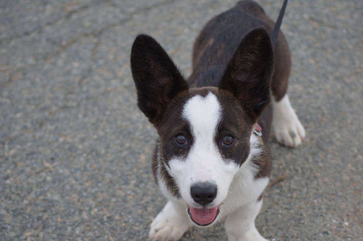 Adorable chiot brun et blanc en laisse regardant vers le haut.