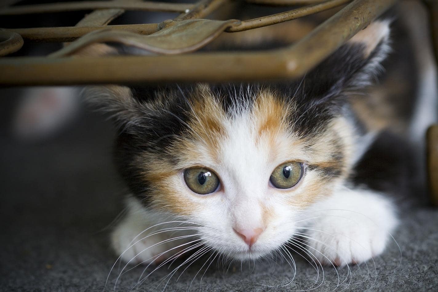 Petit chaton tricolore accroupi sous une chaise en osier.