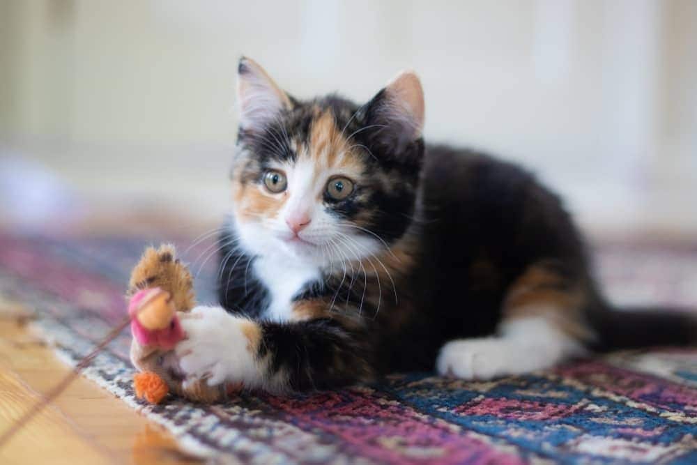 Chaton tricolore allongé sur un tapis avec un jouet à ficelle
