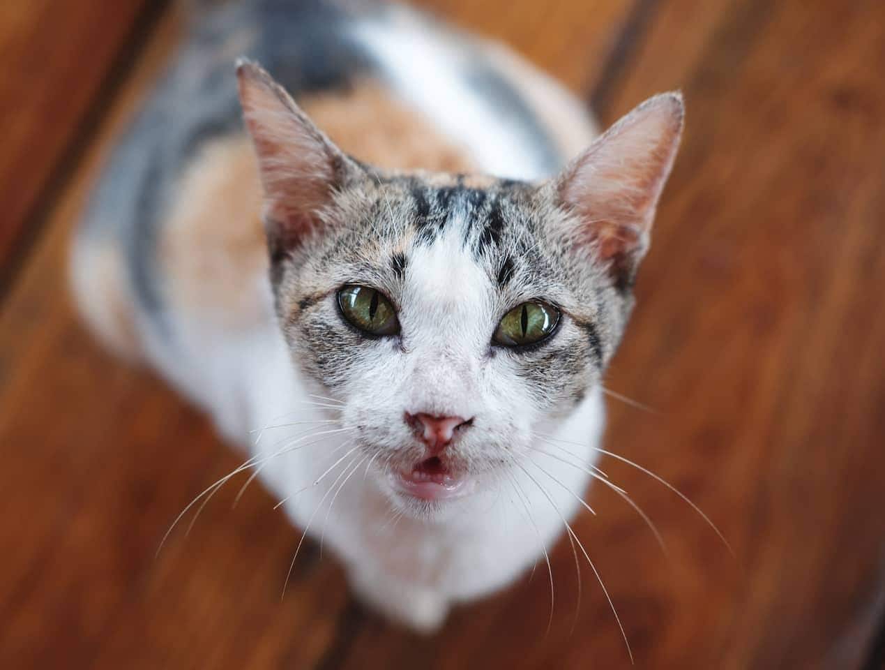 Chat tricolore regardant vers le haut avec du parquet en arrière-plan.