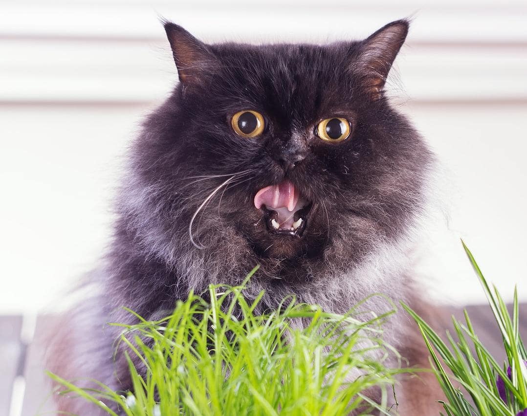Chat à poils longs à la bouche ouverte grignotant l'herbe