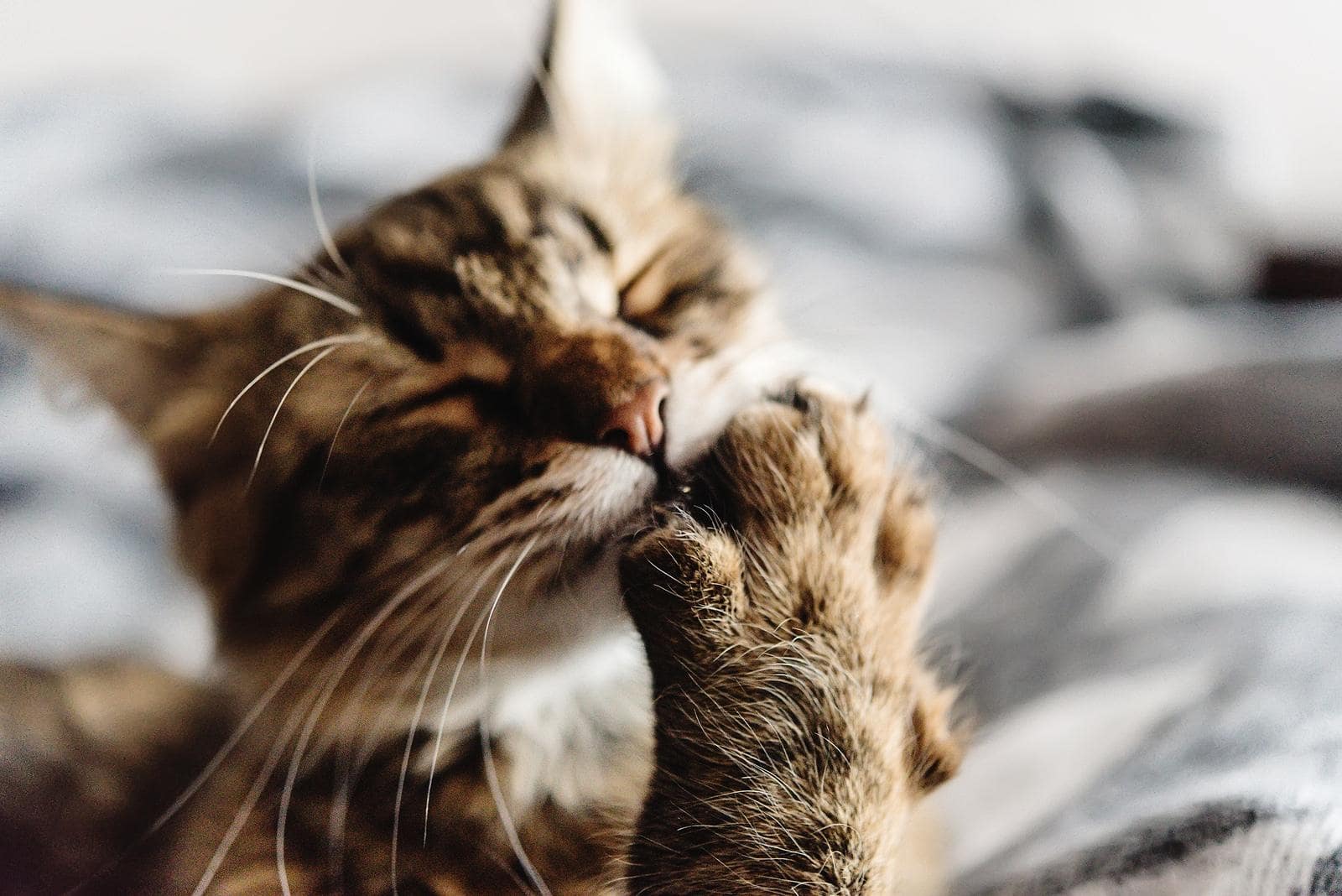 Chat tigré se léchant le dessous de la patte