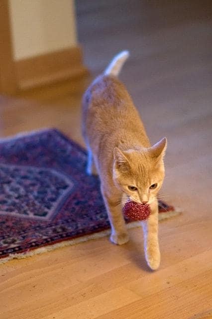 Chat roux avec une balle dans la bouche.