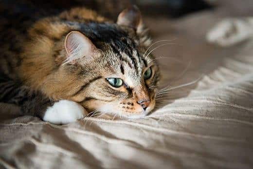 Chat à poil long et aux yeux verts se reposant sur un lit.