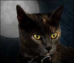 Chats et Halloween