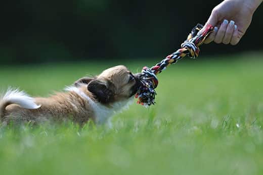 jeu de jeu de chiot avec corde