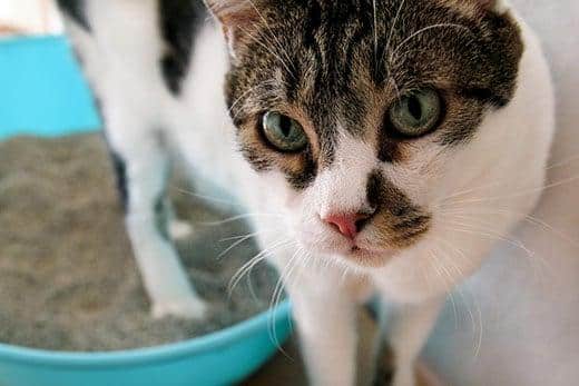 Chat utilisant sa litière, chat dans la litière, pour faire ses besoins ou uriner, faire ses besoins dans une litière propre. Un chat regardant ses propres excréments dans la litière bleue. Chat à la maison.