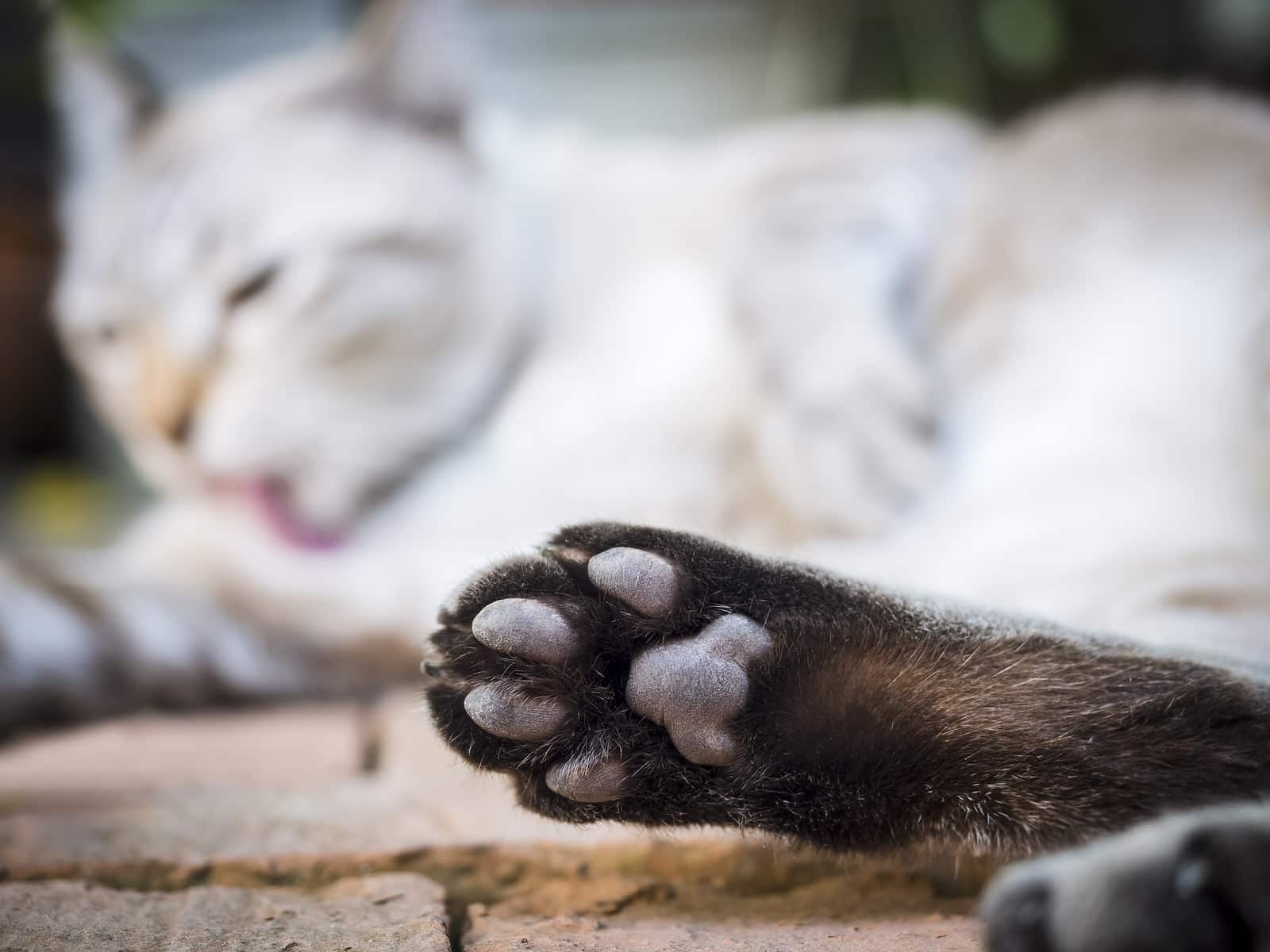 Patte de chat avec chat endormi flou en arrière-plan