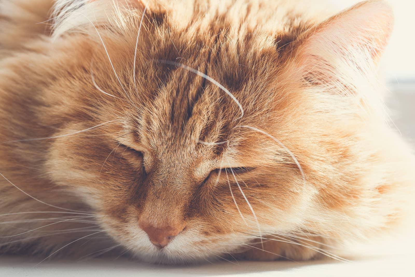 Grand chat roux vaporeux endormi sur le sol