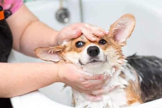 Corgi se faisant laver dans une salle de bain