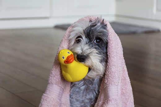 Chien mignon avec une serviette rose et un canard en caoutchouc jaune prêt pour le bain