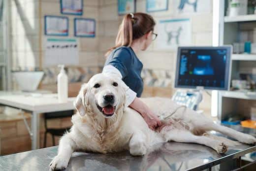 Médecin réalisant une échographie sur un chien Médecin réalisant une échographie sur un chien