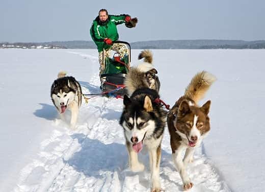 Meute de chiens de traîneau huskies tirant un homme et un traîneau dans un paysage hivernal.