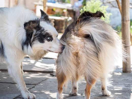 Chien reniflant le derrière d'un autre chien.