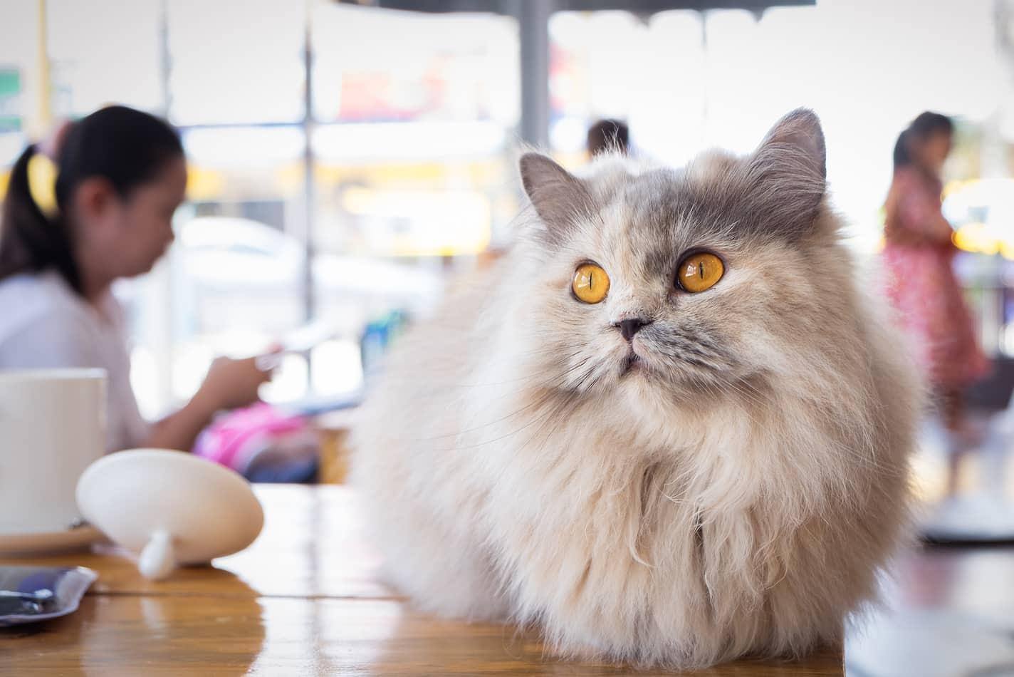 Chat blanc et gris au poil duveteux assis sur une table en bois dans un bar à chats