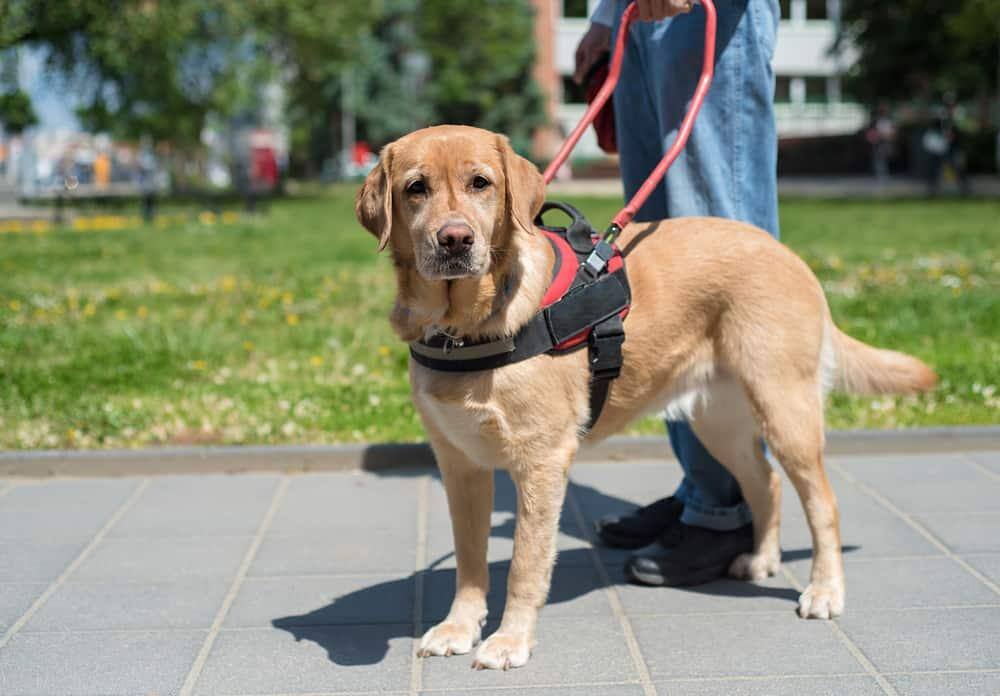 Chien-guide aidant un homme aveugle en ville