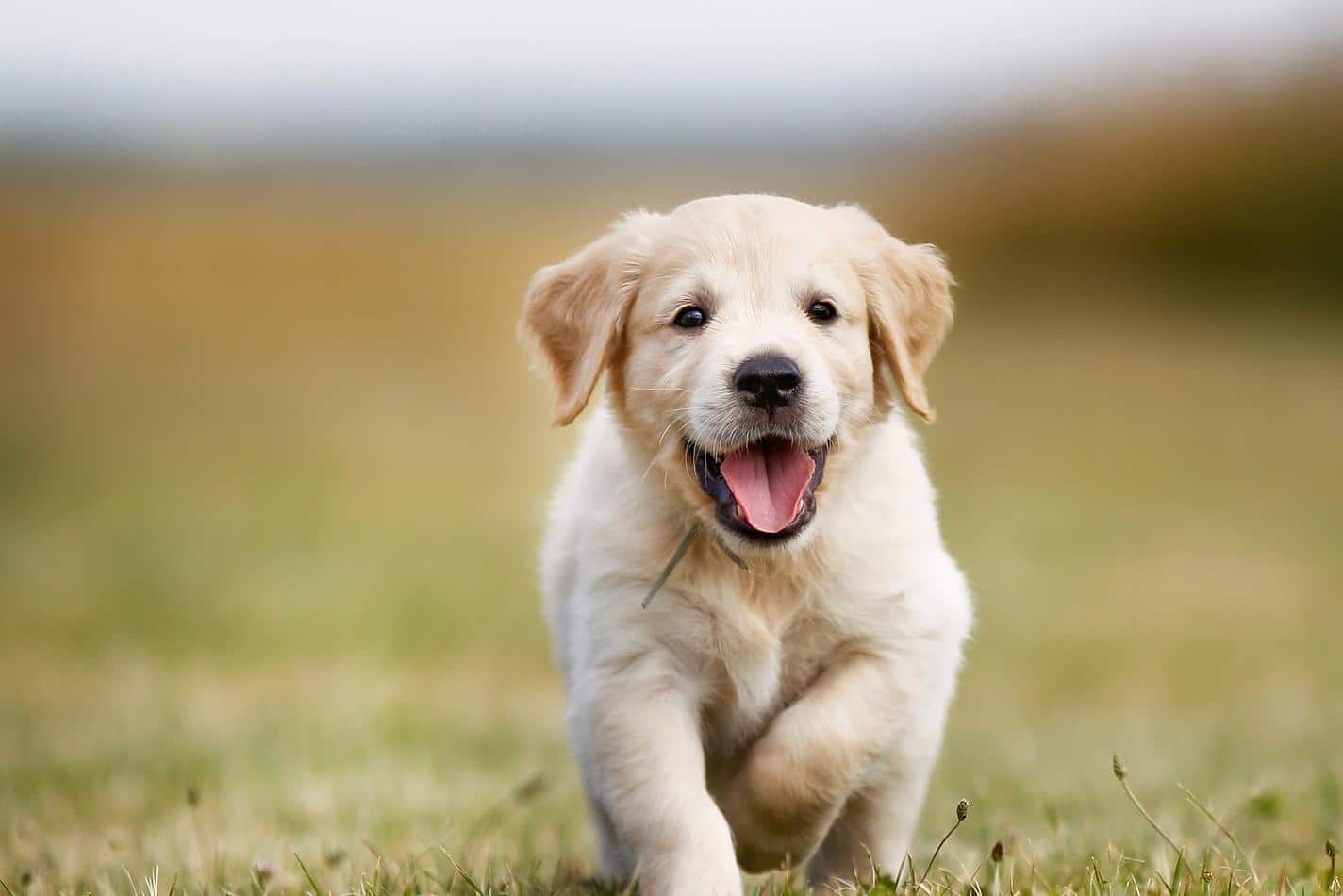 Chiot Golden retriever avec un sourire sur le visage courant en extérieur.