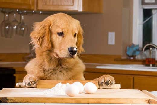 Golden retriever se levant pour inspecter le plan de travail où se trouvent des ustensiles de cuisine et des œufs.