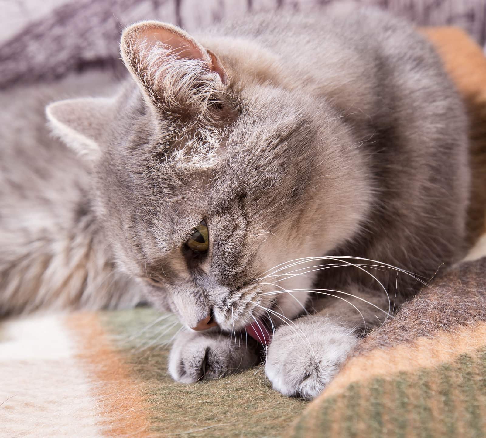 Chat gris couché sur un plaid à carreaux, se léchant les pattes.