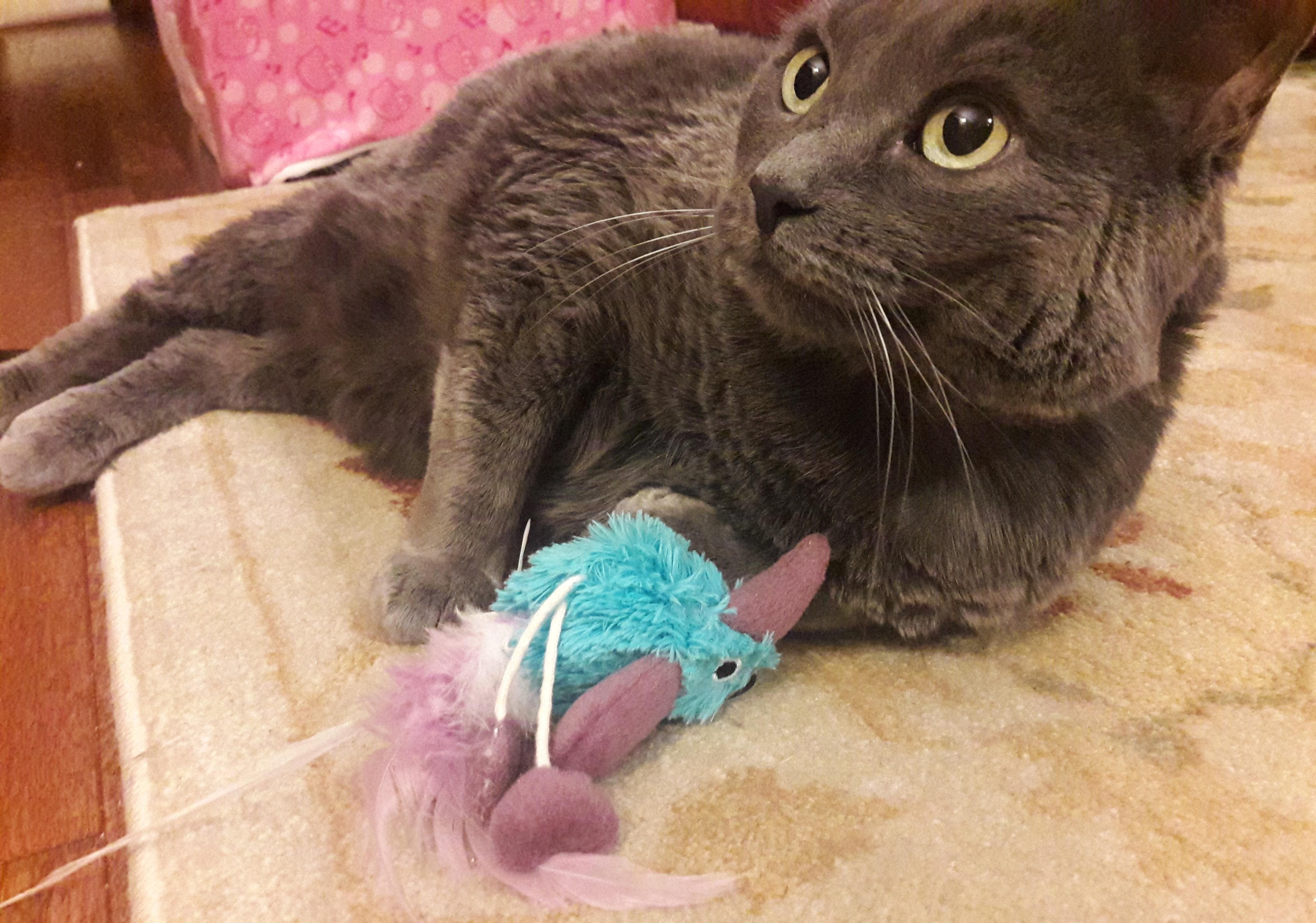 chat gris jouant avec un oiseau en peluche bleu