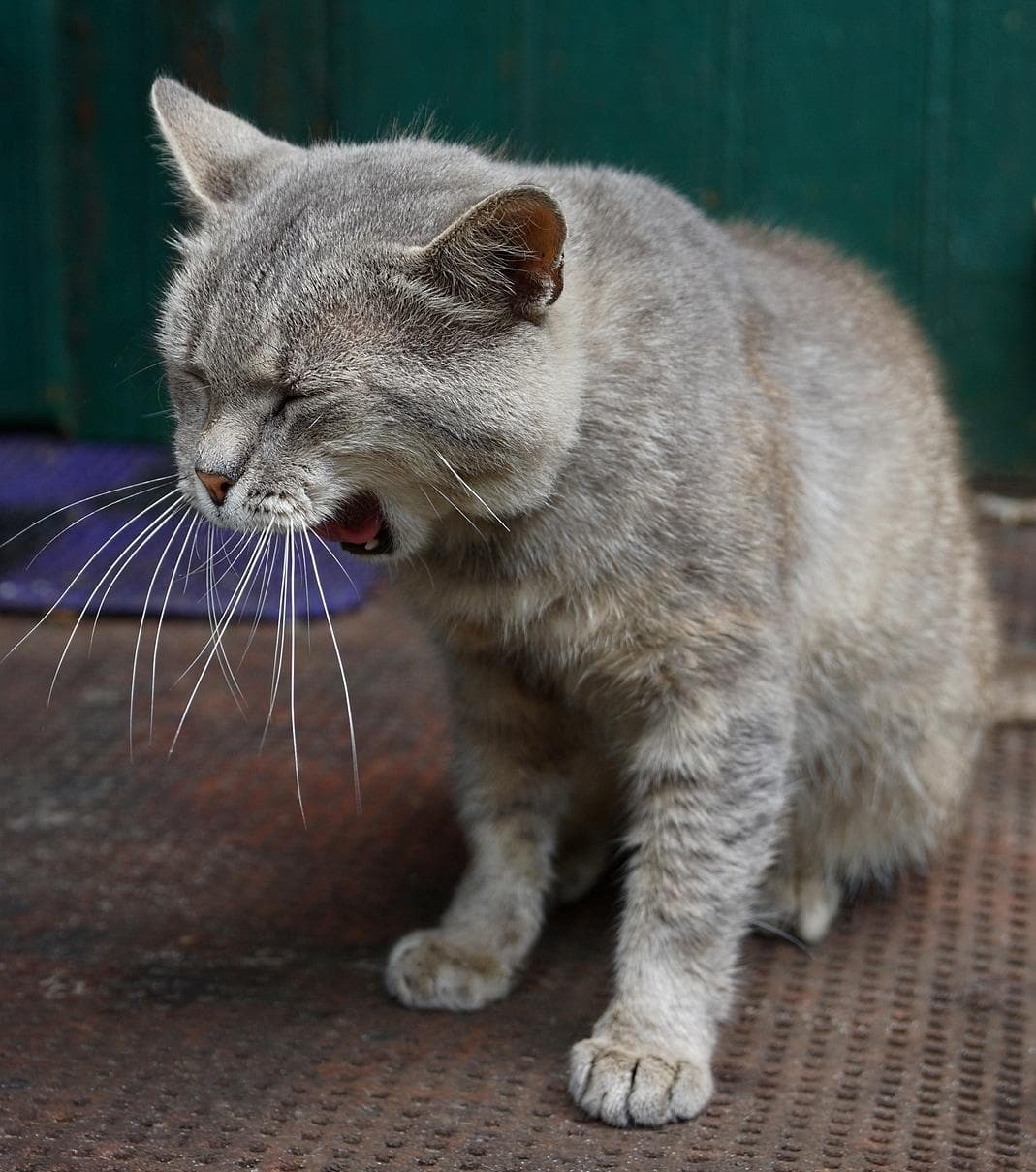 chat gris bâillant sur un pas de porte