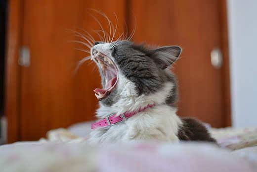 Chat gris et blanc portant un collier rose et bâillant.