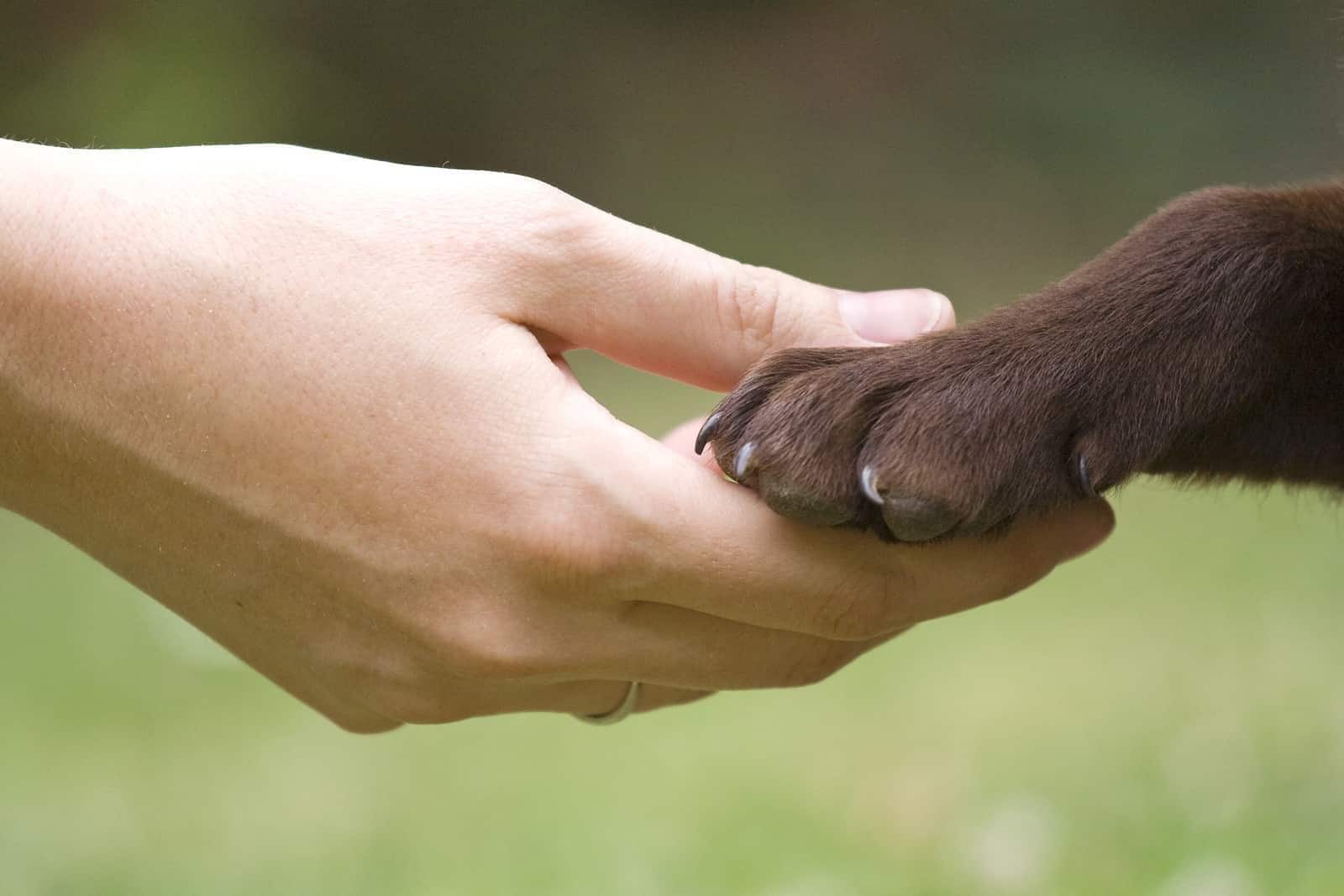 hand-holding-chocolate-lab-paw-SW Main tenant une patte de labrador chocolat.