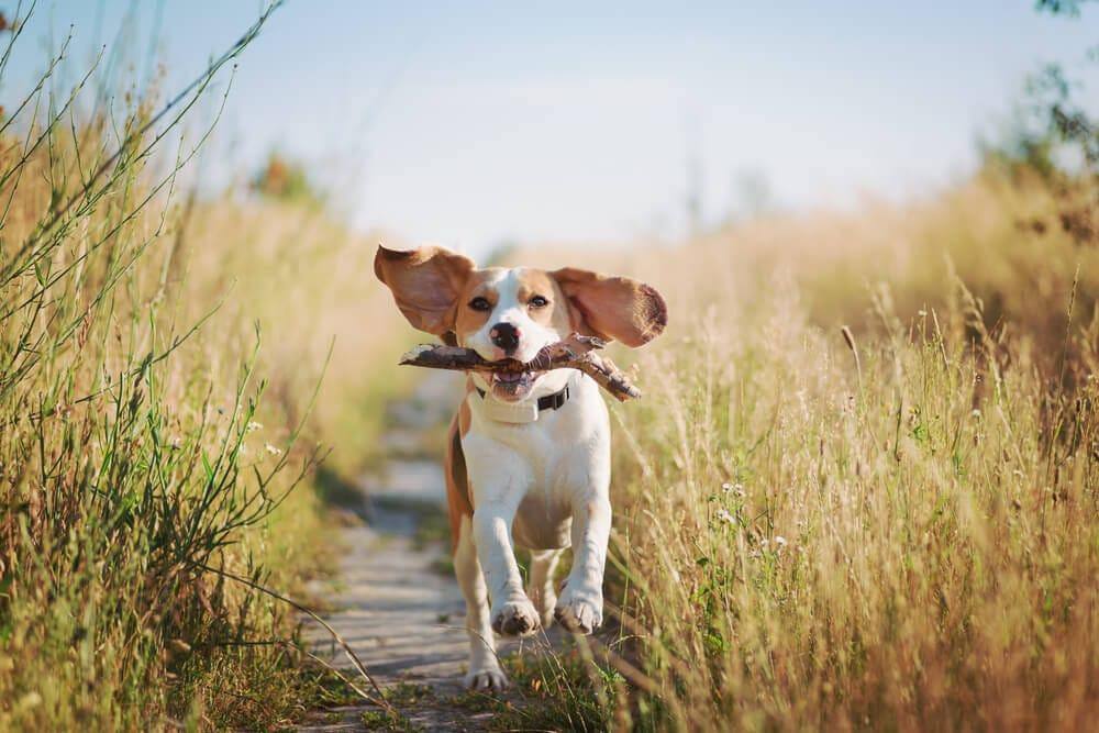 beagle jouant