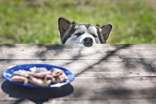 Husky pointant son museau une table de pique-nique pour regarder la nourriture qui se trouve au centre.