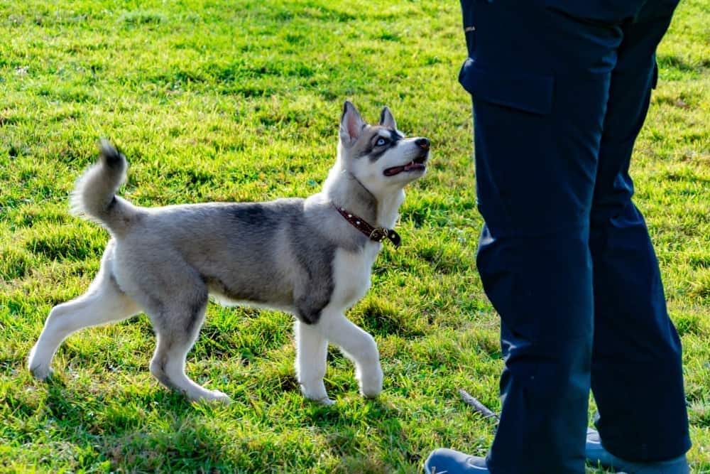 Chiot husky regarde son maître tout en tournant en rond dans l'herbe.