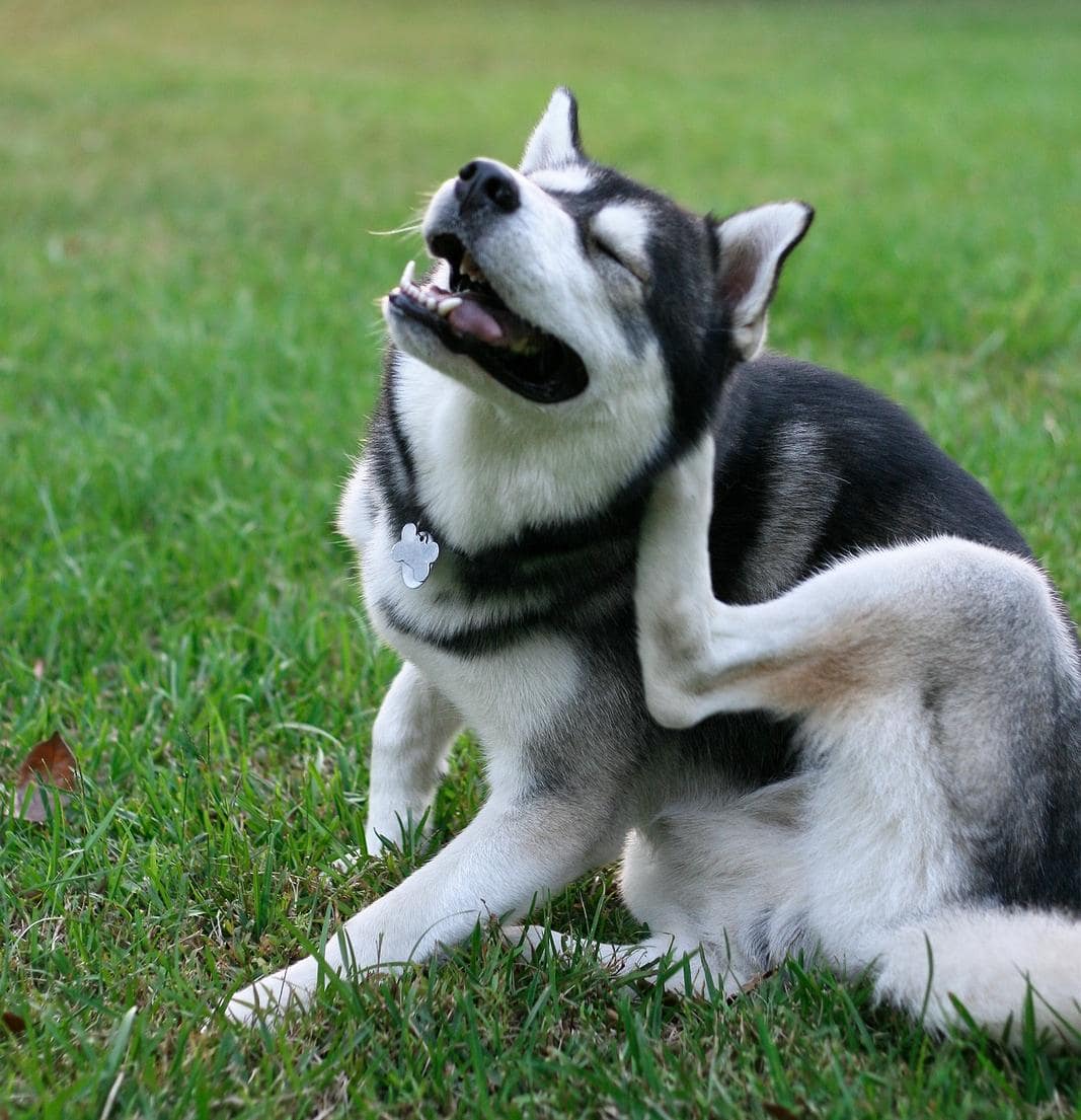 Un husky de Sibérie se gratte les puces dans la cour