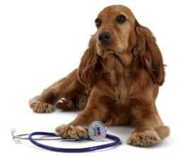 Image de chien