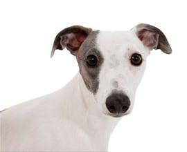 chien-psychologie