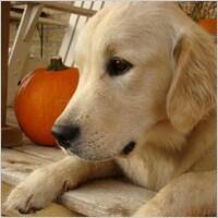 Image de chien
