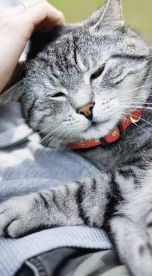 Chat dormant