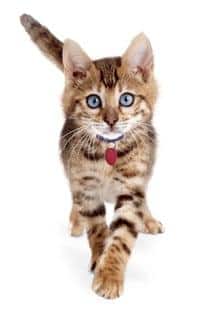 Chaton marchant