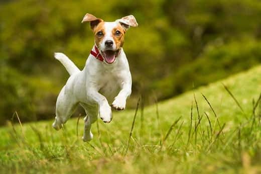 Jack Russell Parson courant dans un champ d'herbe