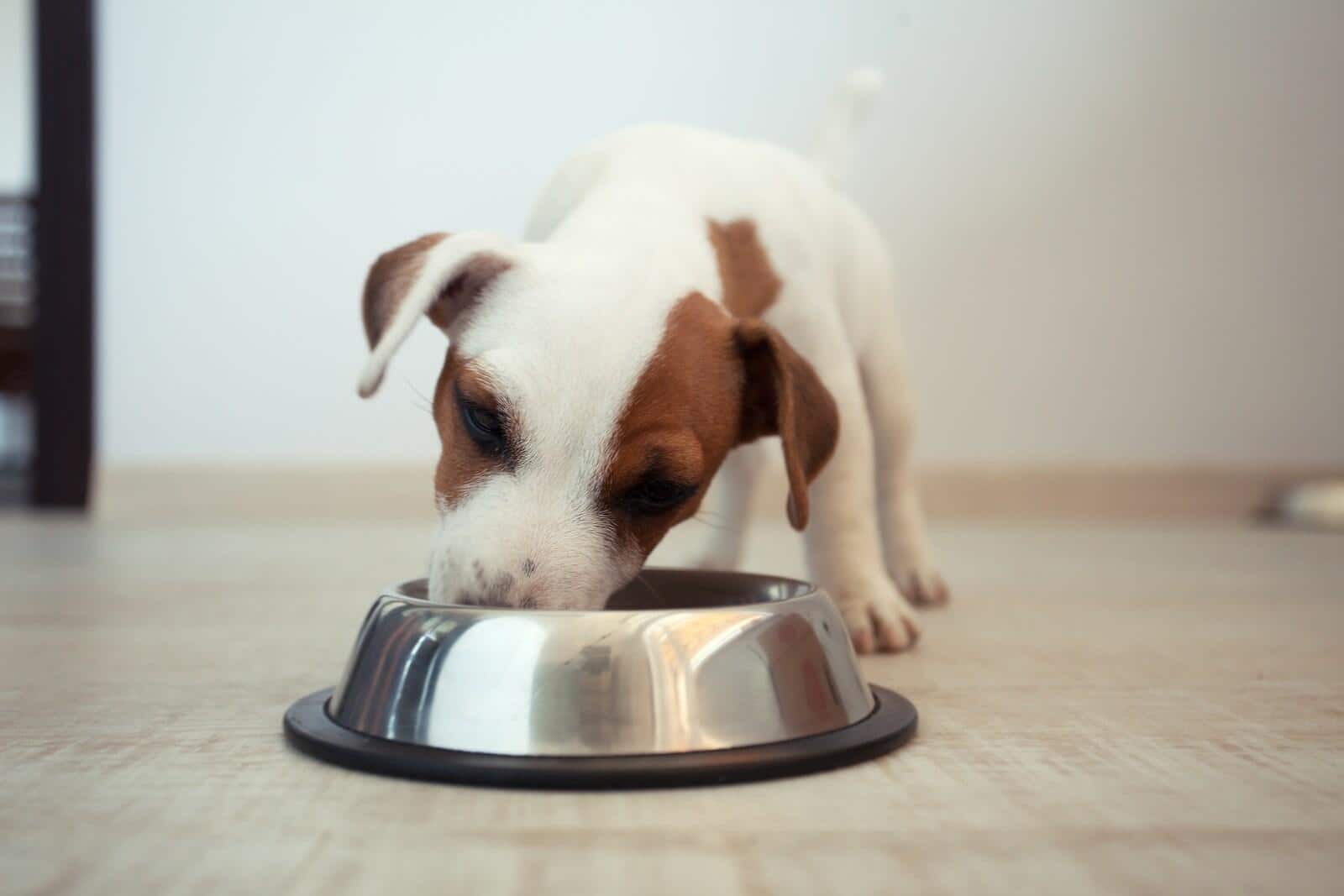 Chiot Jack Russell mangeant dans une gamelle en inox.