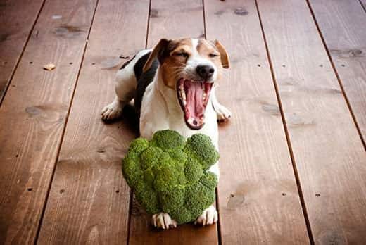 Jack Russell allongé sur un sol en bois qui bâille avec un brocoli entre les pattes.