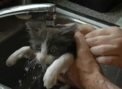 Chaton gris et blanc lavé dans un évier.